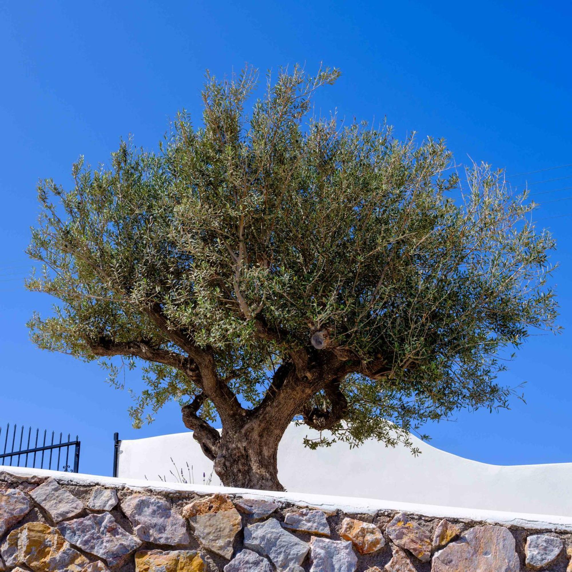 Santorini C Villa ثيرا المظهر الخارجي الصورة